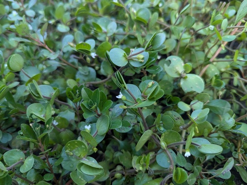 Bacopa rotundifolia, photograph 5