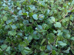 (c) Ryan Sorrells, some rights reserved (CC BY) Bacopa rotundifolia, photograph (c) Ryan Sorrells, some rights reserved (CC BY)