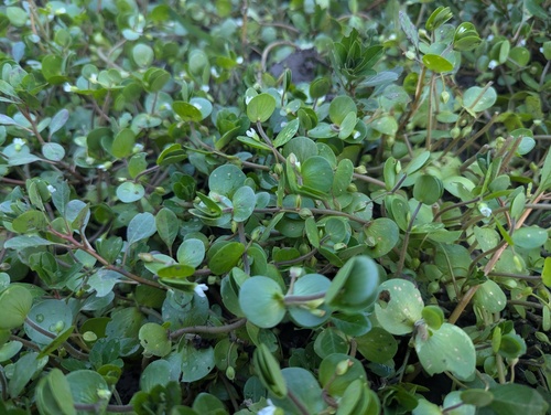 Bacopa rotundifolia, photograph 6