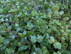 Bacopa rotundifolia, photograph (c) Ryan Sorrells, some rights reserved (CC BY)