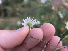 Boltonia asteroides