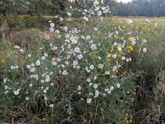 Boltonia asteroides, photograph (c) Ryan Sorrells, some rights reserved (CC BY)