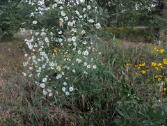 Boltonia asteroides, photograph (c) Ryan Sorrells, some rights reserved (CC BY)