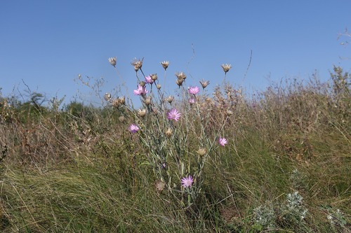 Xeranthemum annuum