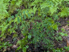 Senna marilandica, photograph (c) Ryan Sorrells, some rights reserved (CC BY)