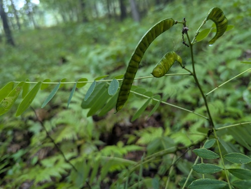 Senna marilandica, photograph 2