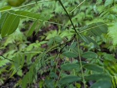Senna marilandica