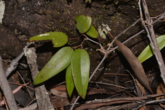 Smilax glyciphylla