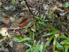 Stylosanthes biflora