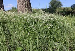 Galium rubioides, photograph (c) Tatyana Sova, some rights reserved (CC BY)