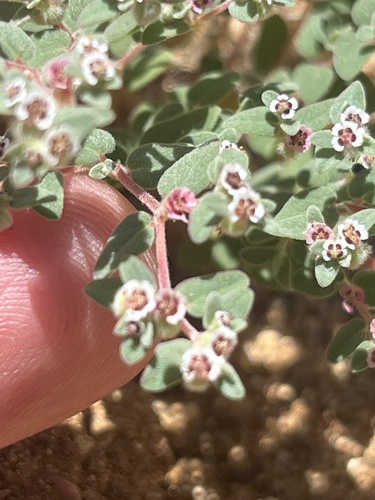 red-gland spurge