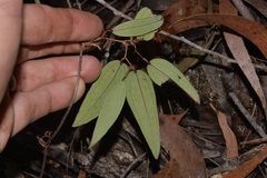 Smilax glyciphylla