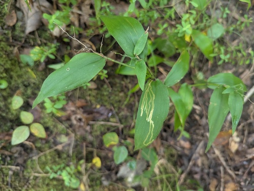 Dichanthelium boscii, photograph 4