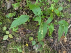 Dichanthelium boscii, photograph (c) Ryan Sorrells, some rights reserved (CC BY)