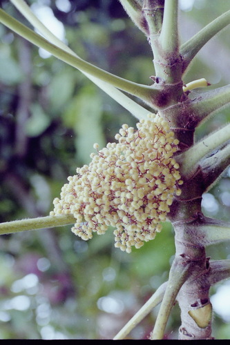 African corkwood tree