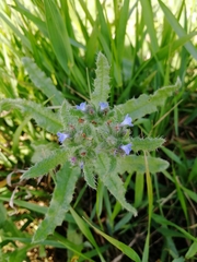 Anchusa arvensis arvensis