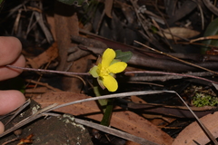 Hibbertia dentata
