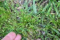 Isolepis carinata