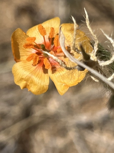 Arizona poppy