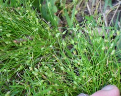 Isolepis carinata