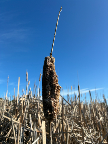Typha orientalis, photograph 2