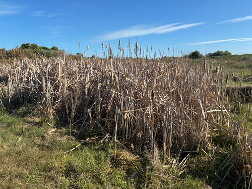 Typha orientalis, photograph 1