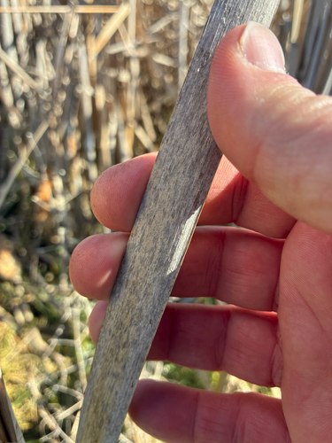 Typha orientalis, photograph 4