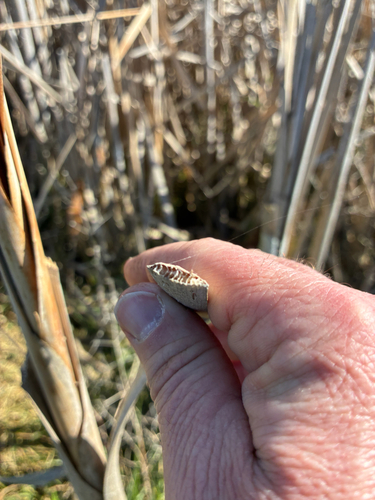 Typha orientalis, photograph 5