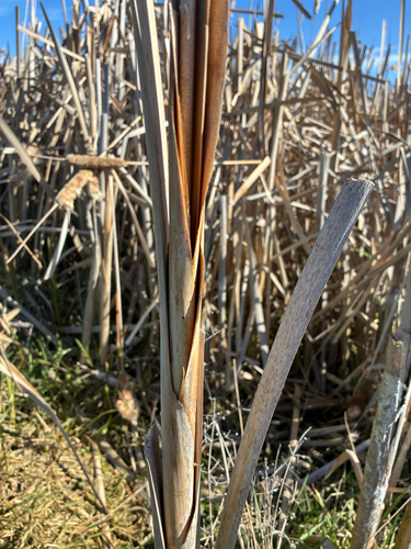 Typha orientalis, photograph 3