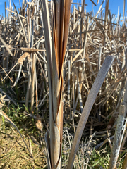 (c) Nathan Odgers, some rights reserved (CC BY) Typha orientalis, photograph (c) Nathan Odgers, some rights reserved (CC BY)