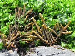 Splachnidium rugosum