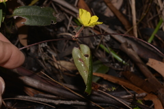 Hibbertia dentata