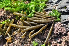 Splachnidium rugosum