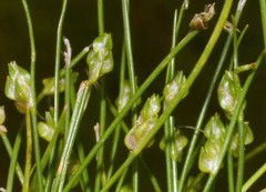 Isolepis carinata