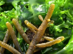 Splachnidium rugosum