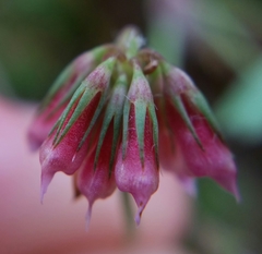 Trifolium gracilentum