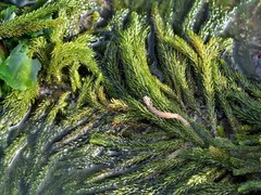 Caulerpa brownii