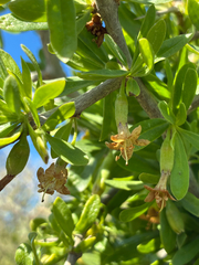 Lycium ferocissimum, photograph (c) Nathan Odgers, some rights reserved (CC BY)