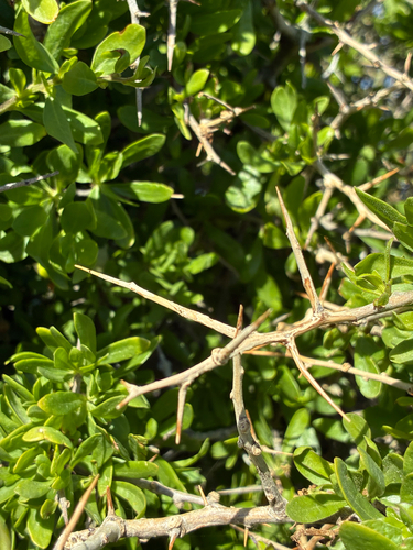 Lycium ferocissimum, photograph 4