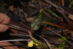 Hibbertia dentata