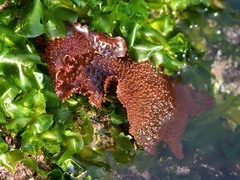 Sarcothalia circumcincta