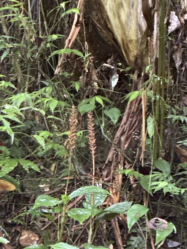 Goodyera rubicunda observed 2026-09-12