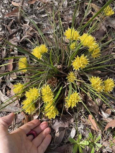 Conostylis juncea (Conostylis juncea)