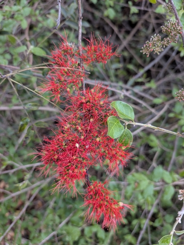 Combretum microphyllum