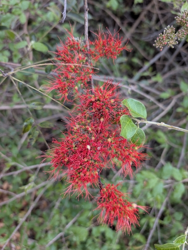 Combretum microphyllum, photograph 2