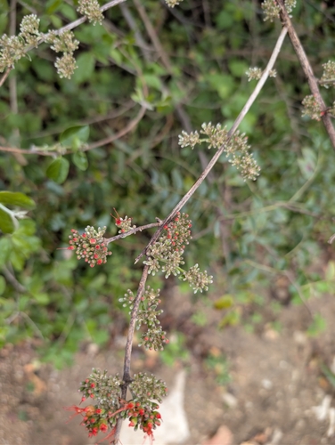 Combretum microphyllum, photograph 3