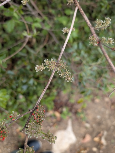 Combretum microphyllum, photograph 4