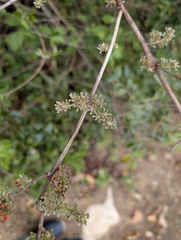Combretum microphyllum, photograph (c) Shedron Mukhumo, some rights reserved (CC BY)