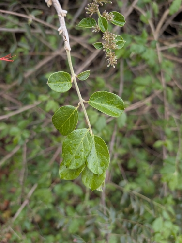 Combretum microphyllum, photograph 5