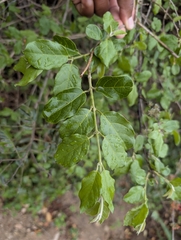 Combretum microphyllum, photograph (c) Shedron Mukhumo, some rights reserved (CC BY)